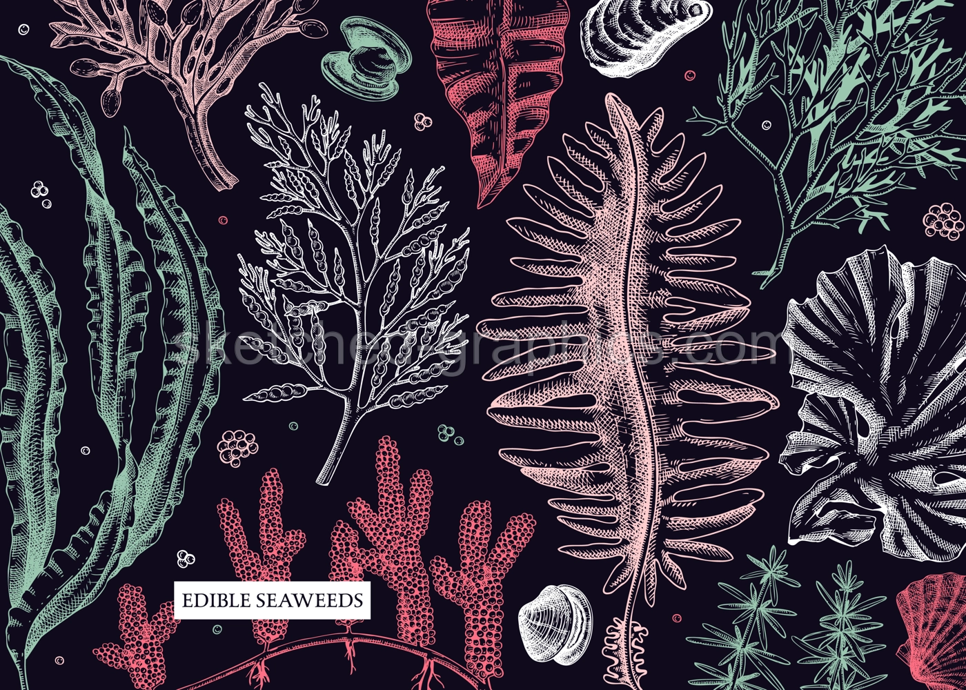 Seaweed vector background in sketch style. Edible algae - golden kelp, wakame, kombu, hijiki, rish moss drawings. Underwater plant botanical illustration in color. Healthy food, cosmetics ingredients Illustration